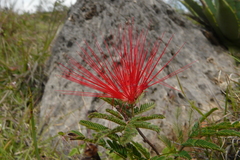 Calliandra hirsuta