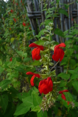 Salvia ozolotepecensis