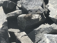 Amphipsalta strepitans