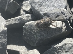 Amphipsalta strepitans