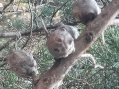 Cupressus lusitanica