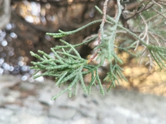 Cupressus lusitanica