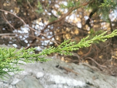 Cupressus lusitanica