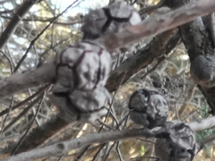 Cupressus lusitanica