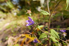 Campanula pallida