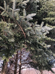 Picea jezoensis