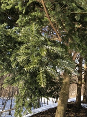 Picea jezoensis