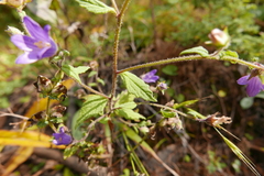 Campanula pallida