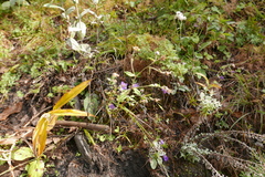 Campanula pallida