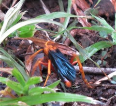 Hemipepsis tamisieri