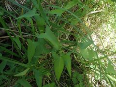 Calystegia marginata