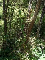 Calystegia marginata