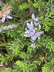 Philotheca salsolifolia