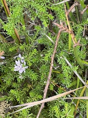 Philotheca salsolifolia