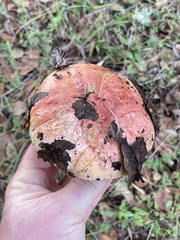 Butyriboletus