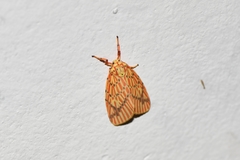 Barsine striata
