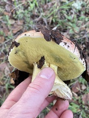 Butyriboletus