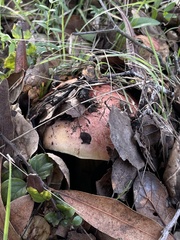 Butyriboletus