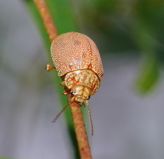 Paropsis atomaria