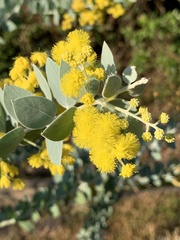 Acacia podalyriifolia