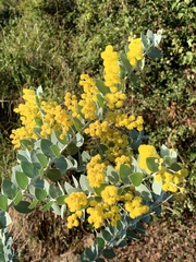 Acacia podalyriifolia