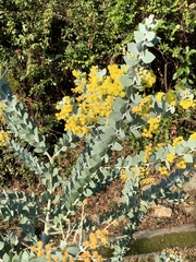 Acacia podalyriifolia