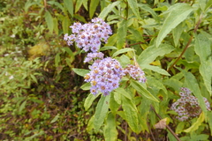 Aster albescens
