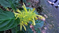 Schaueria calytricha