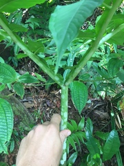 Amorphophallus