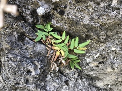 Pellaea glabella