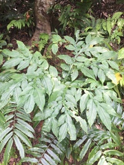 Amorphophallus