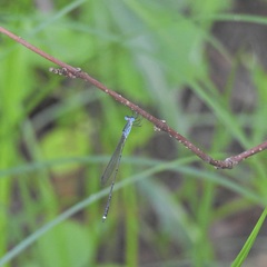 Indolestes tenuissimus