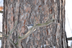 Sitta europaea asiatica