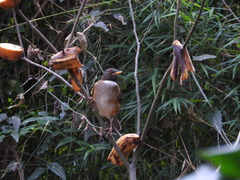 Turdus albicollis