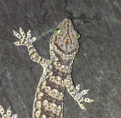 Gekko smithii