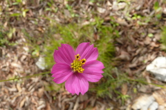 Cosmos crithmifolius