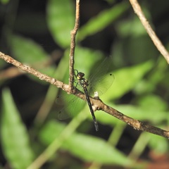 Micromidia atrifrons