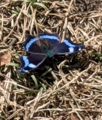 Kaniska canace nojaponicum