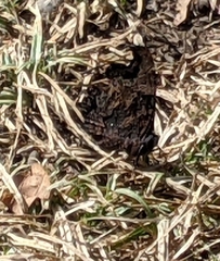 Kaniska canace nojaponicum