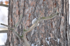 Sitta europaea asiatica