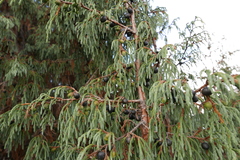 Juniperus recurva