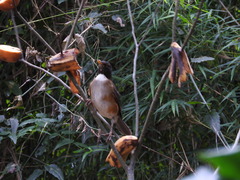 Turdus albicollis
