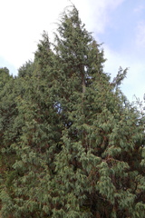 Juniperus recurva