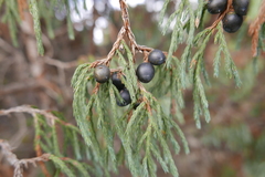 Juniperus recurva