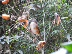 Turdus albicollis