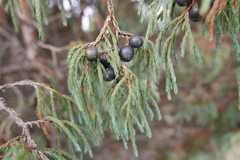Juniperus recurva