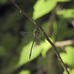 Micromidia atrifrons