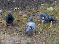 Columba livia