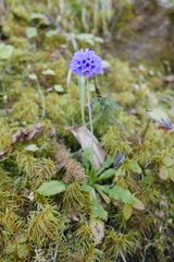 Primula glomerata