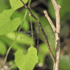Micromidia atrifrons